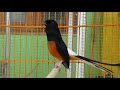 Jituu Pancingan Murai Batu Super Gacor Ampuh Untuk Memanggil Murai Batu Yang Macet Mp3 - Mp4 Download
