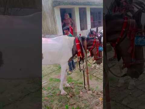Horse song.🐎🐎🐴🏇 #horsevideo #viral #popular #foryou #racinghorse