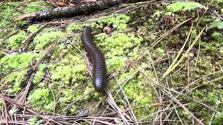 Millipede In Action. North Georgia