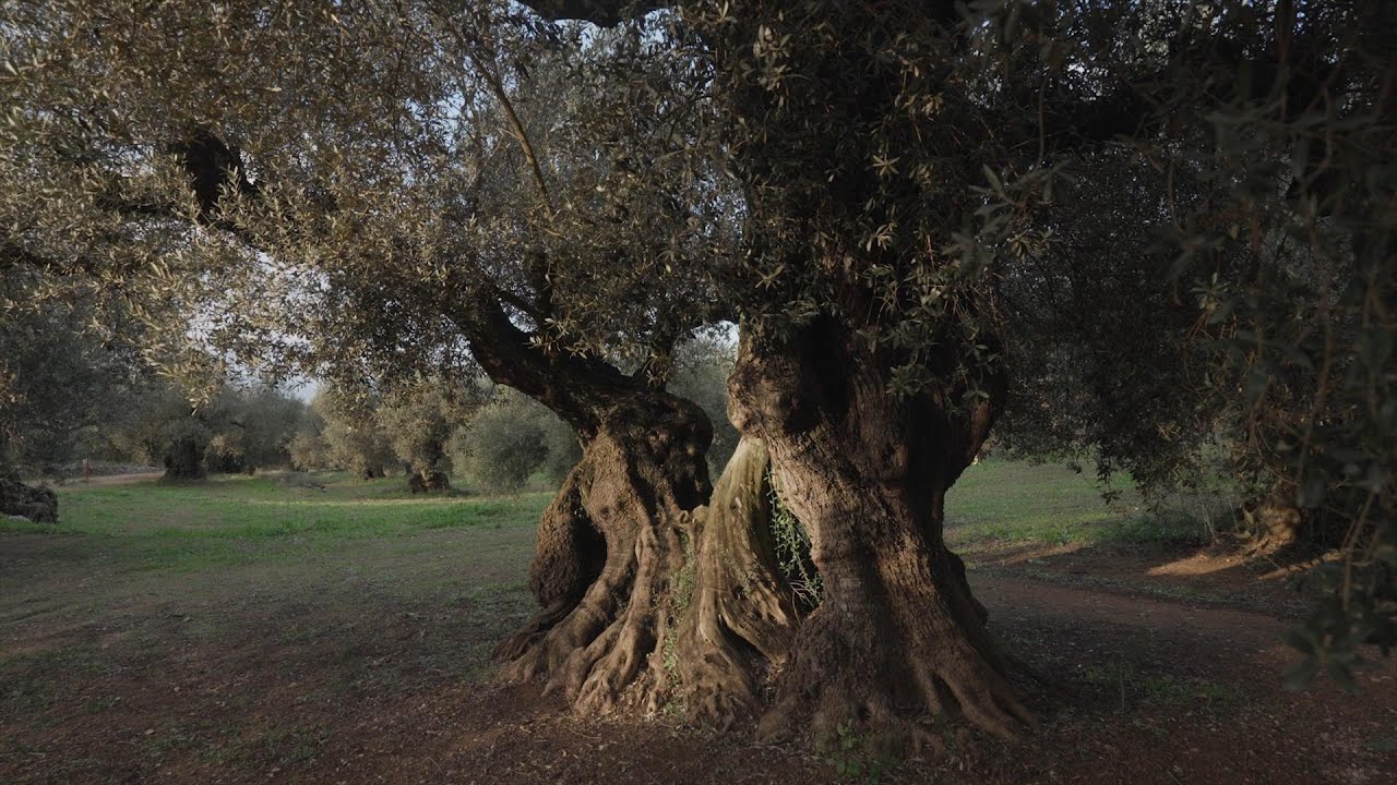 Les oliveres mil·lenàries de l'Arion - un nucli de la nostra cultura