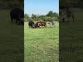 Nguni Bull vs Buffalo-fighting...