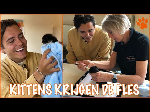 Baby kittens voeren! | DierenpraatTV