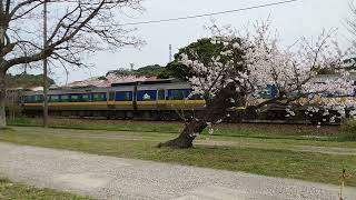 2024年4月6日、JR山口線益田〜本俣賀駅間を走る特急スーパーおき3号(鳥取→新山口行)※本日はキハ187系3両編成での運転。