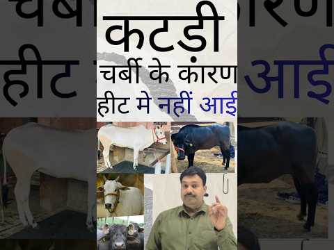 कटड़ी चर्बी के कारण हीट मे नहीं आई