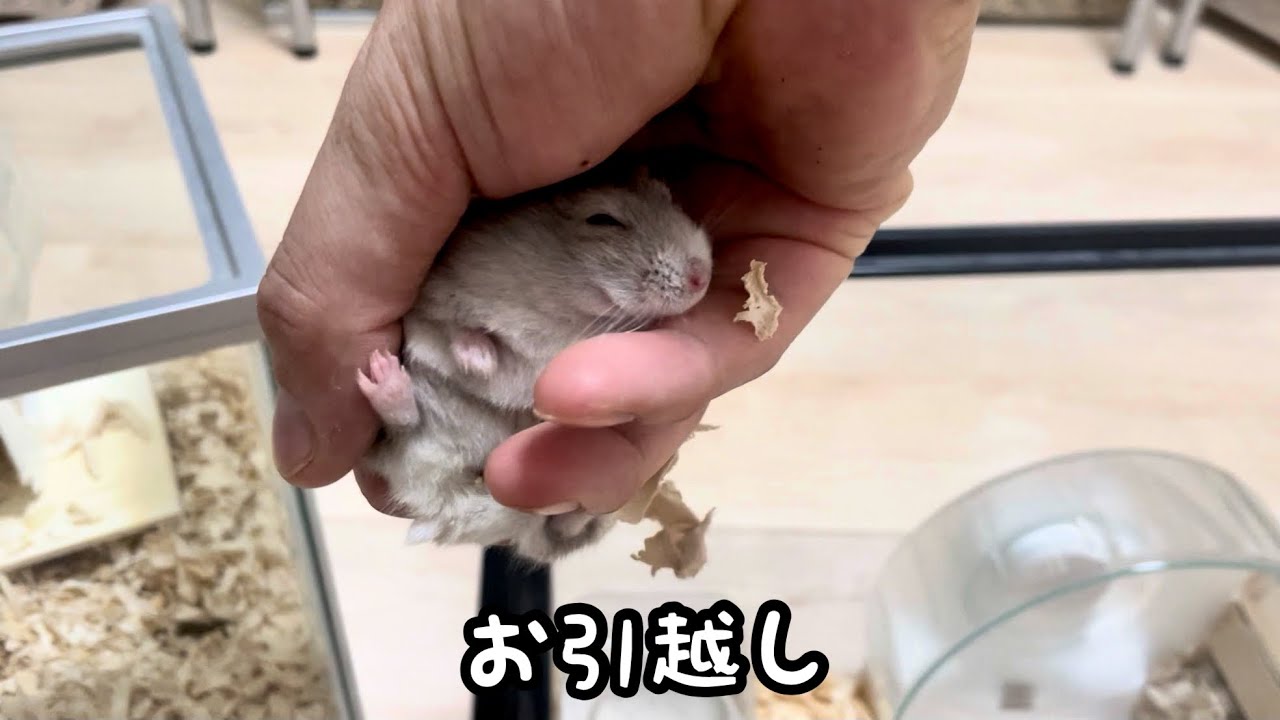 ハムスターのお部屋分け - YouTube