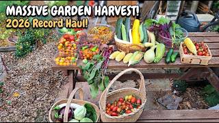 Massive Late-Summer Harvest! | Allotment Haul 31st August 2026