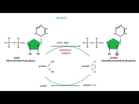 Video: Skillnad Mellan En Ribonukleotid Och En Deoxiribonukleotid