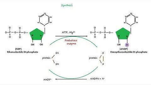 Deoxyribonucleotide Synthesis.