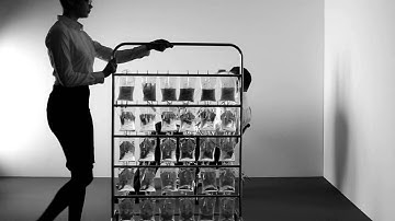 Cheatahs - The Swan (OFFICIAL VIDEO)