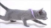 パープル君 Youtube