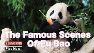 The Famous Scenes Of Fu Bao | iPanda