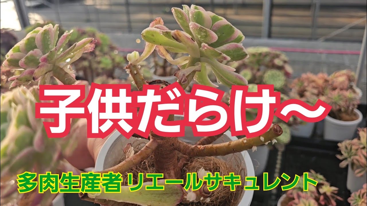 Top【選抜株】多肉植物　360741コーラル ジェニー　35個　鉢無し/脱土 Succulents] [A Mess] Full of babies~🎵 June 10, 2026 - YouTube
