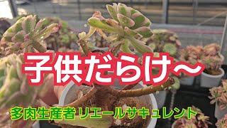 【多肉植物】【ぐちゃぐちゃ】子供だらけ～🎵2026年6月10日