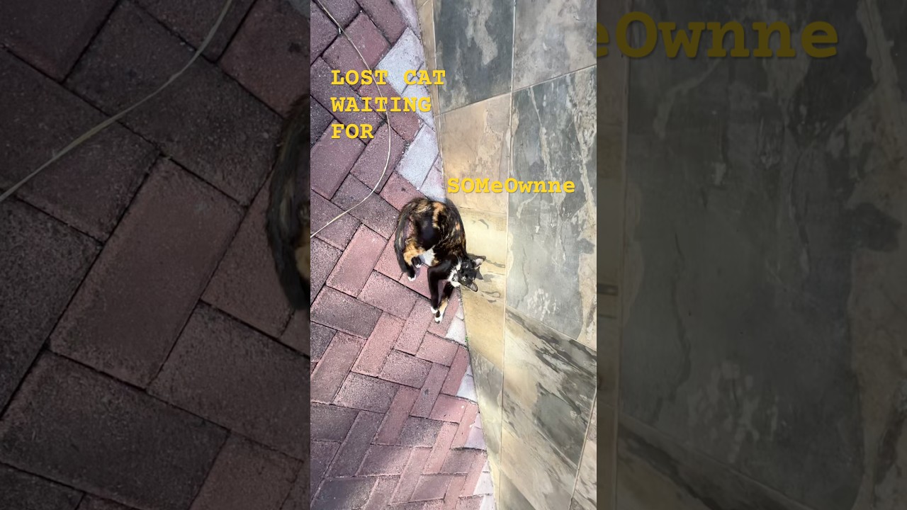 Потерявшийся кот ждет кого-то 