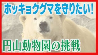 Maruyama Zoo teams up with Canadian zoo to conserve polar bears