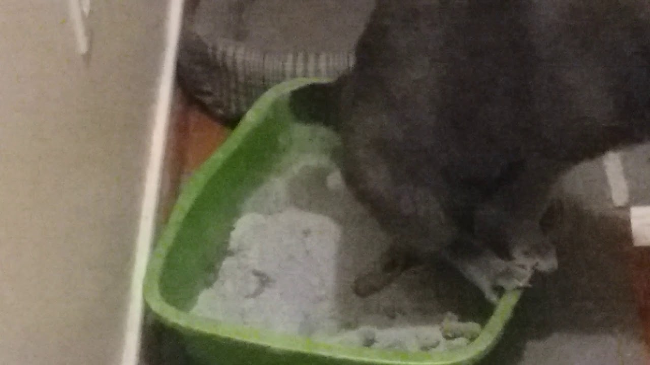 Cat poop YouTube