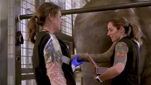 Wild About Denver Zoo: Veterinary Care