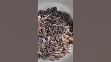 #catre #catregiong #trại_cá_giống_út_me #cá_giống #fishing 0909770509