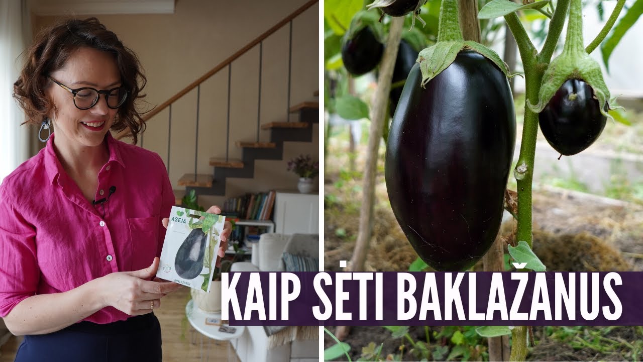 Kaip sėti baklažanus - trumpai ir aiškiai!