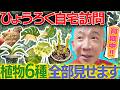 【ひょうろく旅】自宅が珍奇植物に侵食され始めた🌱万年青の聖地で運命の再会も…?!/変態植物倶楽部/毎週土曜19時更新 #ひょうろく#珍奇植物 #観葉植物 #ビカクシダ
