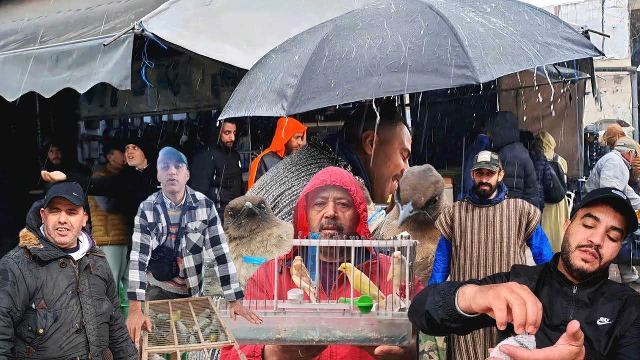 سوق القريعة للطيور والحيوانات بالدار البيضاء 🇲🇦اليوم السبت 2026/1/3 الحسون المهاجر أمطار 🌧 الخير