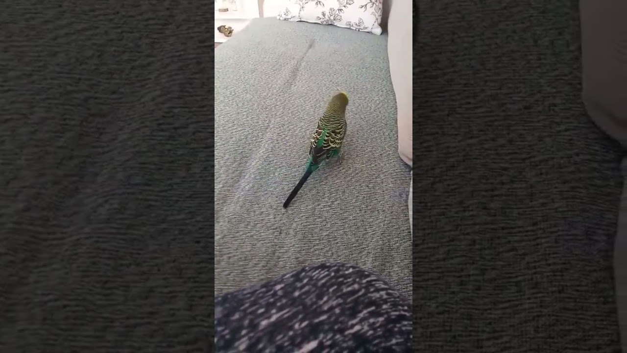Çok Konuşkan :)  #birds #muhabbetkuşu #talkingparot #blackfacebudgie #parakeet #parrot #budgies
