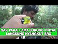 Mikat Burung Pintau Dengan Simpel