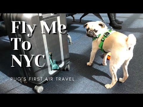Pug’s first air flight to NYC