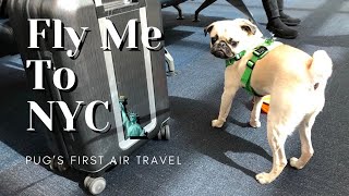 Pug’s first air flight to NYC