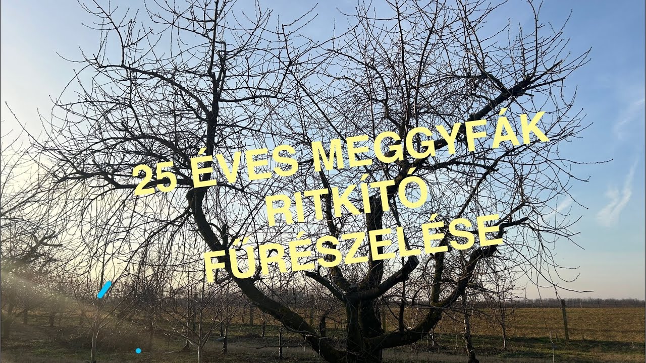 25 éves meggyfák ifjítása