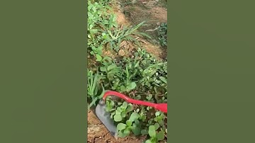 A simple iron tool, namely a hoe for digging soil and grass #shorts