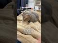 カクンッ！と寝落ちしちゃううずらさん #cat #猫 #shorts