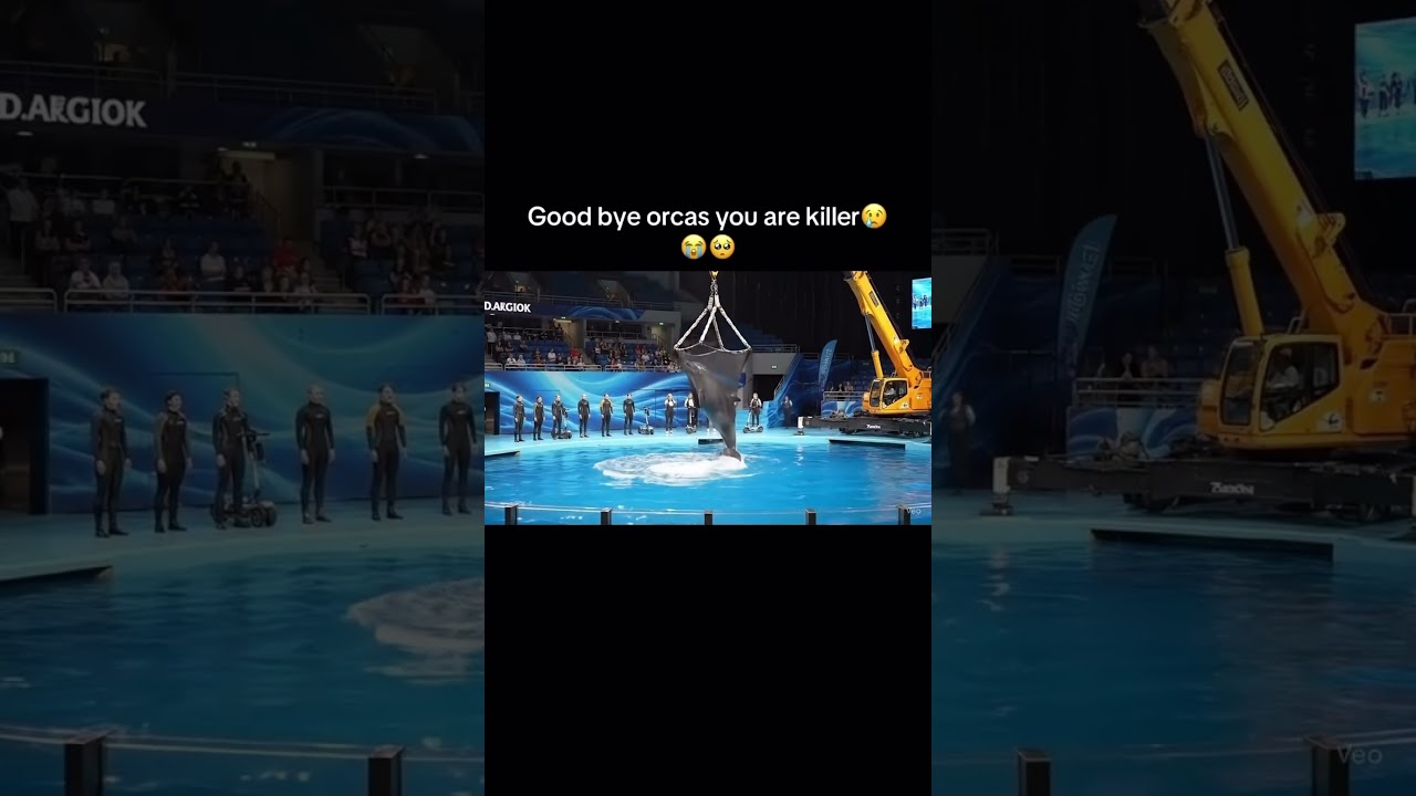 Jessica the Dolphin’s Most Heartbreaking Moment 🐬💔 | Must Watch Rescue 🌊😭