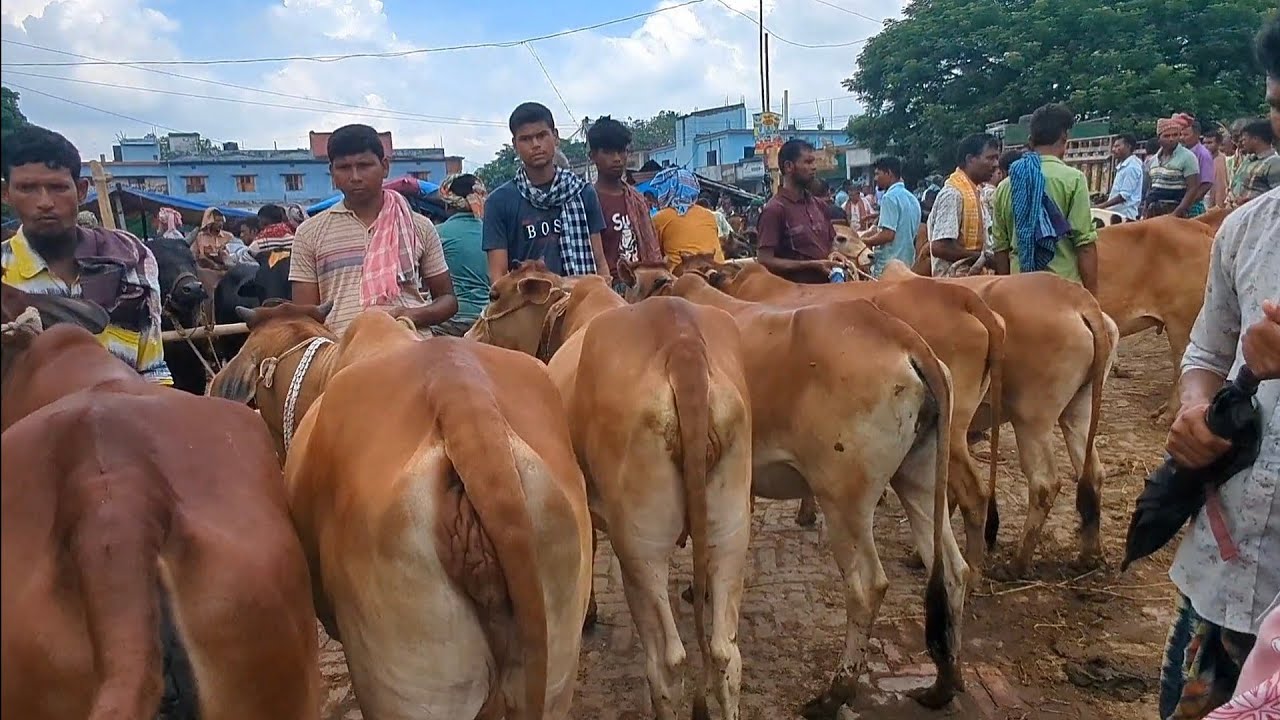July 2, 2025 || গাভিন গরুর ভিডিও দাম দর সহ || সোনাইচন্ডী হাট চাপাইনবয়াবগঞ্জ জেলা || 