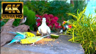 Cat TV for Cats to Watch 😸 Birds & Squirrels Frolic in the Garden 🕊️ 1 Hours 4K HDR 60FPS
