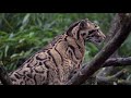 Wildcru camera trap dataset identifies conservation priorities for clouded leopards