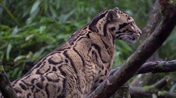 WildCRU camera trap dataset identifies conservation priorities for clouded leopards