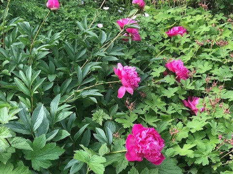 Pivoine herbacée de