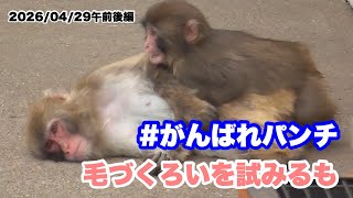 4/29午前後編  パンチくん、毛繕い試みも（Punch-kun tried to groom the girl) 2026.04.29