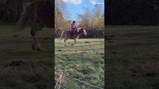 Nikaro's Galopp