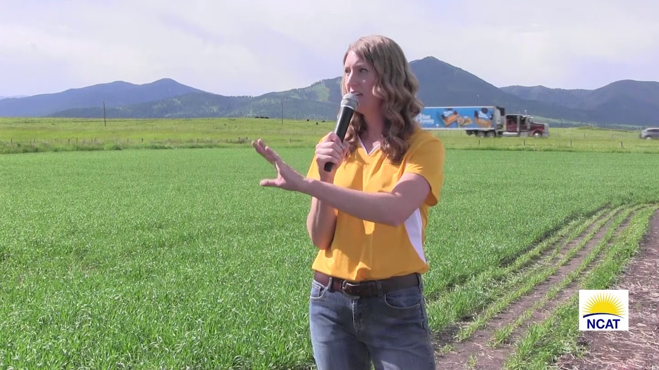 Livestock Integration with Crops Project: Terminating Cover Crops
