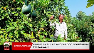 বাররাকাকু || কোন্নান বুলা আভোকাদু ওমিশুউন মিল্কাআআন