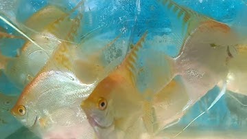 angelfish farm. cá thần tiên
