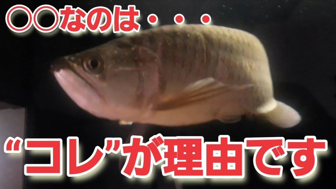 意外と知らない？アロワナ科のノーザンバラムンディ飼育の常識とは 