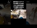 強すぎるトイプードルと不可能に挑戦するシベリアンハスキー #shorts