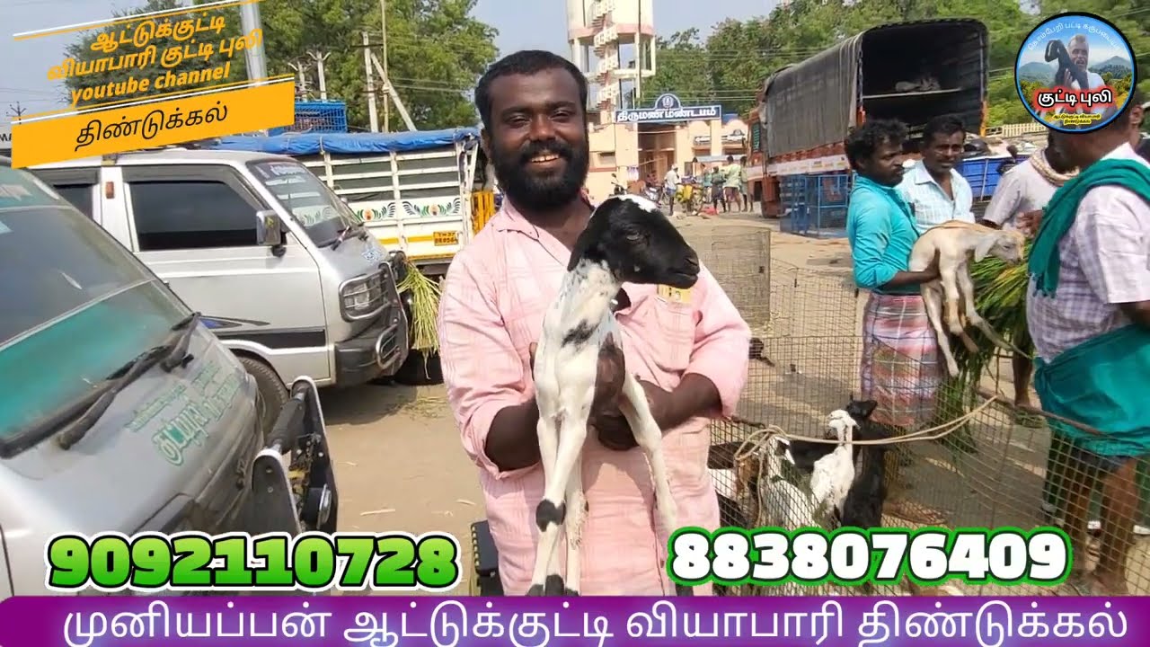 ஆட்டுக்குட்டி விலை நிலவரம் நான் திண்டுக்கல் முனியப்பன்#goat #goat #குன்னத்தூர்ஆட்டுச்சந்தை