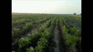 Kartof Becerme Kultivasiya Выращивание Картофеля