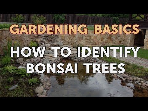 How to Identify Bonsai Trees - YouTube