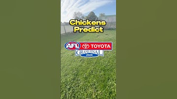 Chickens Predicts 2024 AFL Grand Final! #australia #footy #aflfinals #aflfootball #afl #football #🏉