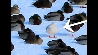 Birds That Caught My Eye (What is the white bird? Albino Mallard?) 😮🦆